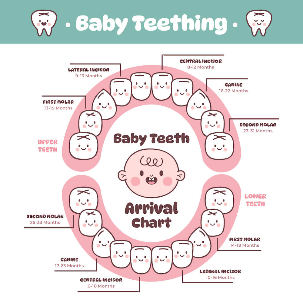 babys first teeth what parents should know