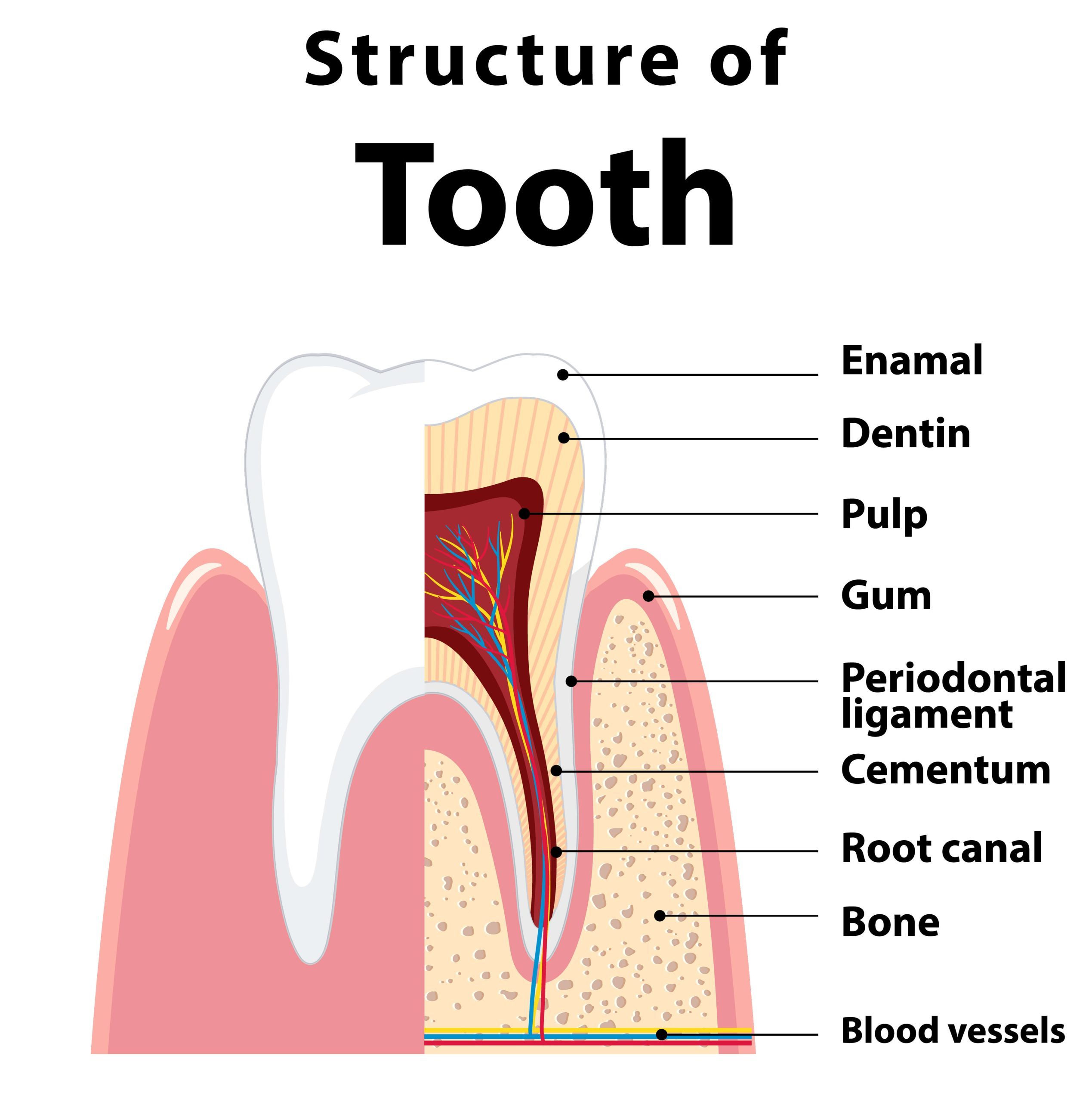 Structure of Tooth showing layers explained in Root Canal Treatment